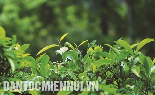 Những búp chè non xanh đến thời kỳ thu hoạch