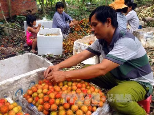 Chôm chôm Bến Tre chính vụ trúng giá, nông dân phấn khởi ảnh 3
