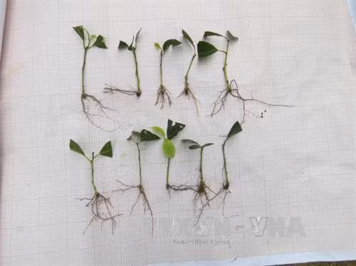 Bảo tồn và phát triển loài thực vật quý Vù Hương tại Vườn quốc gia Bến En ảnh 1