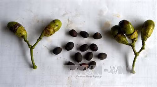 Bảo tồn và phát triển loài thực vật quý Vù Hương tại Vườn quốc gia Bến En ảnh 2
