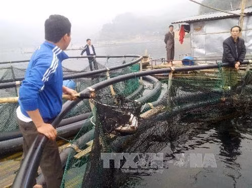 Trung tâm Ứng dụng khoa học công nghệ (Sở Khoa học và Công nghệ tỉnh Hòa Bình) thử nghiệm ương giống cá tầm trong bể và nuôi thương phẩm bằng lồng lưới trên vùng hồ Hiền Lương, huyện Đà Bắc, để cung cấp cá giống, chuyển giao kỹ thuật nuôi cá cho nhân dân vùng hồ Hòa Bình. Ảnh: Nhan Sinh - TTXVN