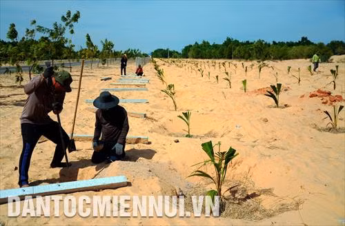 Mô hình phát triển cây dừa trên đất cát vừa giúp các hộ nông dân địa phương có thu nhập ổn định, vừa giữ gìn vẻ đẹp biển xứ biển, góp phần vào sự phát triển chung của ngành du lịch tỉnh Bình Thuận. Trong ảnh: Người dân trồng dừa tại khu vực xã Hòa Thắng (huyện Bắc Bình, tỉnh Bình Thuận). Ảnh: Phúc Thanh