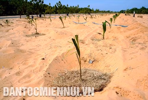 Để giảm mức khắc nghiệt của tiểu khí hậu miền cát hoang mạc, tạo thiên nhiên xanh, các cấp chính quyền địa phương cùng với người dân trong vùng đã thực hiện nhiều giải pháp kỹ thuật, thay đổi tập quán canh tác nhằm giữ nguồn nước ổn định, chặn đứng nạn cát bay, cố định cồn cát di động và chống xói mòn đất, tạo ra những thảm xanh cải tạo tiểu khí hậu trong vùng, góp phần ổn định đời sống, tạo thu nhập cho người dân. Trong ảnh: Người dân trồng dừa trên vùng đất cát thuộc xã Hòa Thắng (huyện Bắc Bình, tỉnh Bình Thuận). Ảnh: Phúc Thanh