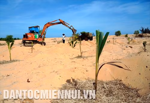 Mô hình phát triển cây dừa trên đất cát vừa giúp các hộ nông dân địa phương có thu nhập ổn định, vừa giữ gìn vẻ đẹp biển xứ biển, góp phần vào sự phát triển chung của ngành du lịch tỉnh Bình Thuận. Trong ảnh: Người dân trồng dừa tại khu vực xã Hòa Thắng (huyện Bắc Bình, tỉnh Bình Thuận). Ảnh: Phúc Thanh