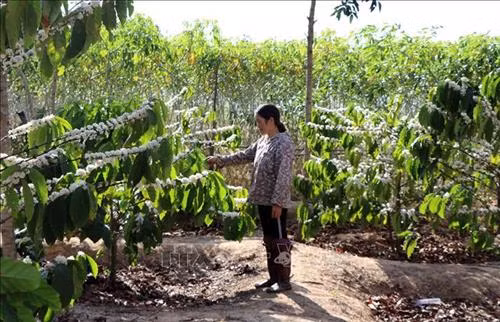 Chị Nguyễn Thị Ngát, làng Kon Rơ Sa, xã Tân Lập, huyện Kon Rẫy hiến gần 2.500 mét vuông đấy và rẫy cà phê đã thu hoạch nhiều năm để làm cầu. Ảnh: Cao Nguyên-TTXVN