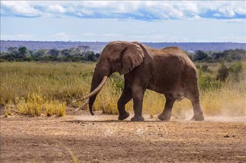 Voi Big Tim, một trong những con voi ngà dài cuối cùng của châu Phi, tại công viên quốc gia Amboseli ở Kenya, ngày 10/9/2016. Ảnh: AFP/ TTXVN