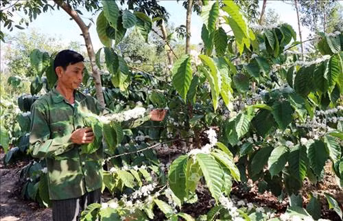 Anh Nguyễn Ngọc Hùng, làng Kon Rơ Sa, xã Tân Lập, huyện Kon Rẫy hiến 2.642 mét vuông đất và rẫy cà phê để làm cầu. Ảnh: Cao Nguyên-TTXVN