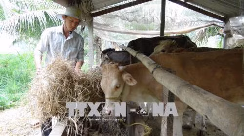 Anh Nguyễn Quốc Phong chăm sóc đàn bò của gia đình. Ảnh: Thanh Hoà – TTXVN