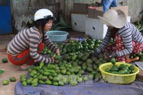 Nông dân huyện Cư M’gar phân loại quả bơ trước khi đưa ra thị trường. Ảnh: Phạm Cường-TTXVN