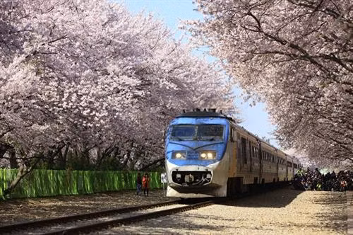 Bạn có thể ghé đến công viên Yeouido tận hưởng bầu không khí trong lành và cảm nhận vẻ đẹp tinh khiết của những cánh hoa anh đào trong sương sớm.