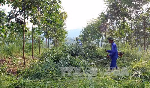 Công nhân Công ty CP Cao su Lai Châu phát quang cỏ trên diện tích trồng cao su tại xã Ma Quai, huyện Sìn Hồ, tỉnh Lai Châu. Ảnh: Tuấn Anh - TTXVN