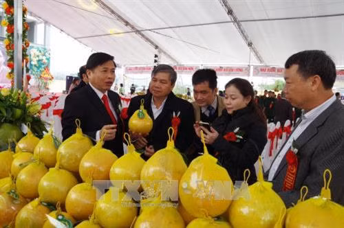 Các đồng chí lãnh đạo tỉnh Hòa Bình và huyện Tân Lạc thăm quan gian bưởi đỏ của các nhà vườn. Ảnh: Vũ Hà - TTXVN