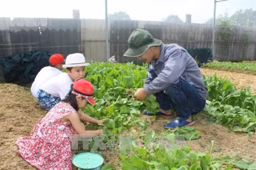 Trẻ em tham quan và trải nghiệm thu hoạch rau sạch tại trang trại Sunny Farm - mô hình trồng rau theo hướng hữu cơ tại phường 12, thành phố Vũng Tàu. Ảnh: Hoàng Nhị - TTXVN