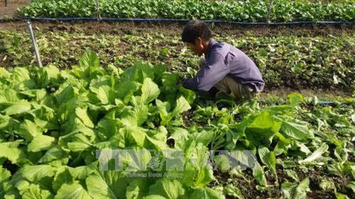 Thu hoạch rau trồng theo hướng hữu cơ của gia đình ông Lương Văn Quang, phường Long Hương, thành phố Bà Rịa. Với mô hình này, gia đình ông thu nhập 20 triệu đồng/tháng sau khi trừ chi phí. Ảnh: Hoàng Nhị - TTXVN