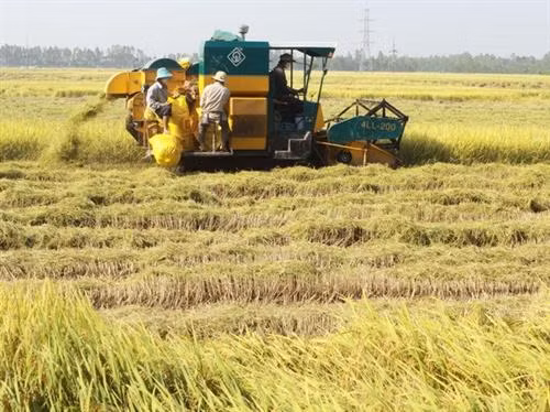 Nông dân huyện An Phú (An Giang) thu hoạch lúa. Ảnh: Thanh Vũ - TTXVN