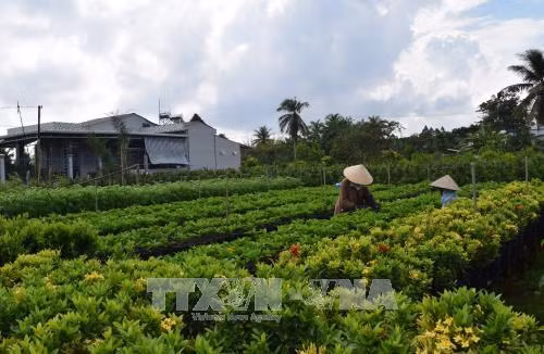 Người dân phường Tân Quy Đông, thành phố Sa Đéc chăm sóc hoa,cây cảnh. Ảnh: Chương Đài - TTXVN