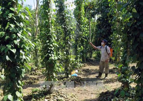 Phun thuốc chế phẩm sinh học để phòng trừ các loại nấm gây hại cho cây tiêu sau đợt mưa lũ. Ảnh: Đỗ Trưởng - TTXVN