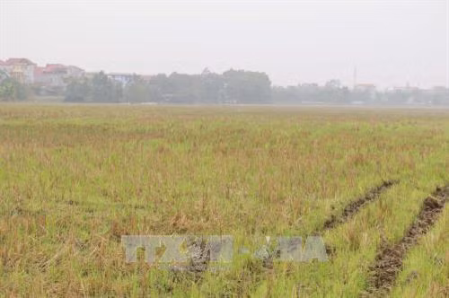 Nhiều ruộng đồng bị bỏ không tại xã Đồng Cương (Yên Lạc, Vĩnh Phúc). Ảnh Nguyễn Trọng Lịch – TTXVN