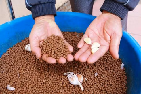 Bình quân, cứ 15 ngày ông Thăng dã nhỏ tỏi, trộn vào thức ăn cho ếch ăn để kháng các loại bệnh. Ảnh : vov.vn