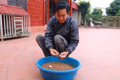 Hơn chục năm nay, ông Thăng dùng phương pháp nuôi ếch bằng các loại thảo mộc như tỏi, ớt, cỏ mực... cho thu nhập kinh tế cao.Ảnh : vov.vn