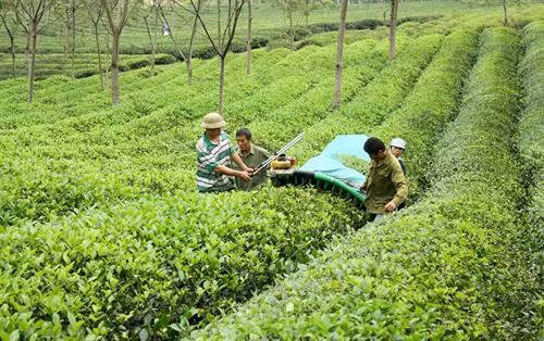 Người nông dân trở thành những người công nhân nông nghiệp, nhưng vẫn là chủ trên chính mảnh đất của mình. Ảnh: Văn Tý - TTXVN