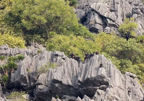 Sinh cảnh của Voọc Cát Bà là rừng trên núi đá vôi tại Vườn Quốc gia Cát Bà. Ảnh: Lâm Khánh - TTXVN