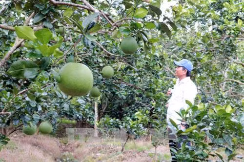 Bưởi da xanh Bến Tre. Ảnh: Trần Thị Thu Hiền – TTXVN
