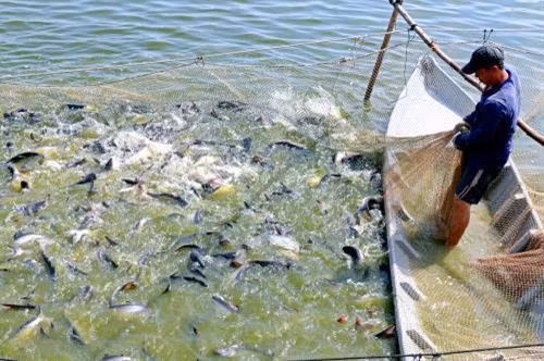 An Giang sẽ có chính sách hỗ trợ doanh nghiệp thuỷ sản ứng dụng công nghệ cao. Ảnh minh họa: Nguyễn Văn Trí – TTXVN