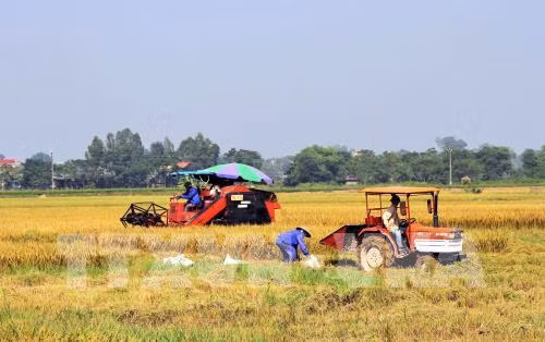 Cần Thơ xây dựng cánh đồng lớn không chạy theo số lượng. Ảnh: Văn Đức - TTXVN
