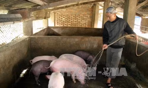 Mô hình chăn nuôi lợn của cựu chiến binh ở xã Mường Than, huyện Than Uyên, tỉnh Lai Châu mang lại hiệu quả kinh tế. Ảnh: Việt Hoàng-TTXVN