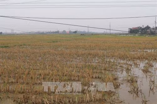 Nhiều ruộng đồng bị bỏ không tại xã Quất Lưu (Bình Xuyên, Vĩnh Phúc). Ảnh Nguyễn Trọng Lịch - TTXVN
