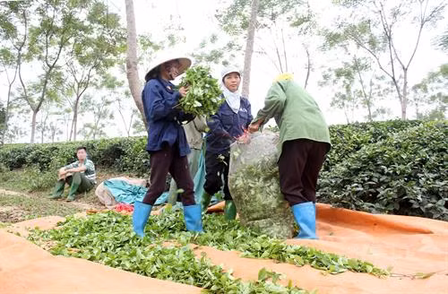 Thu nhập của hàng trăm hộ trồng chè ở các xã Mỹ Bằng, Mỹ Lâm, Phú Lâm (huyện Yên Sơn) tăng bình quân 40-50%. Ảnh: Văn Tý - TTXVN