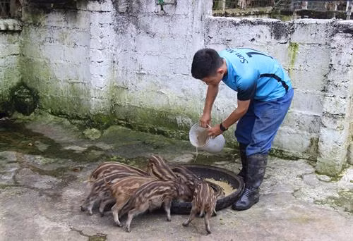 Xã viên Hợp tác xã chăm sóc đàn lợn rừng. Ảnh: Hoàng Nguyên - TTXVN