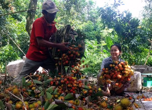 Nông dân xã Sơn Định, huyện Chợ Lách (Bến Tre) phấn khởi vì chôm chôm được mùa, được giá. Ảnh: Thanh Liêm - TTXVN