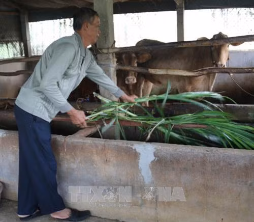 Ông Bùi Văn Hòn đang chăm sóc đàn bò của mình. Ảnh: TTXVN