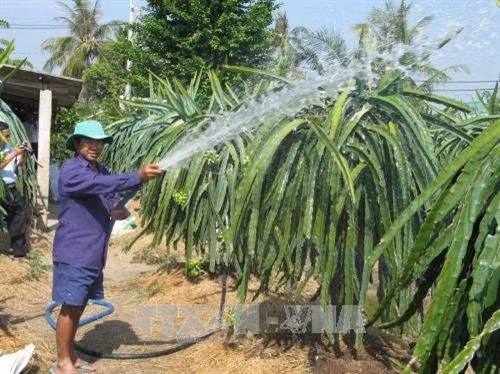 Ông Huỳnh Văn Tám chăm sóc vườn thanh long - nơi đây trước kia trồng lúa Ảnh: Minh Trí