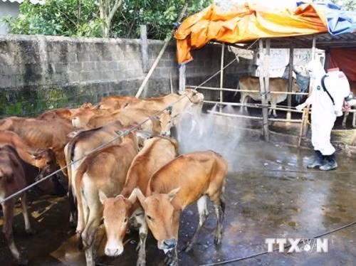 Phun thuốc tiêu độc khử trùng chuồng trại chống dịch lở mồm long móng ở bò . Ảnh: TTXVN