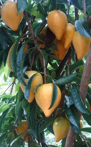 Ngọt bùi lê ki ma ảnh 6