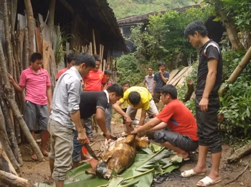 Người Lô Lô đen xóm Khuổi Khon, xã Kim Cúc , huyện Bảo Lạc( Cao Bằng) thịt bê làm lễ cúng sức khỏe.