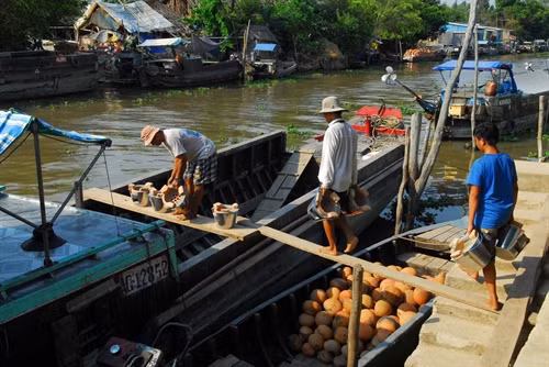 Chuyển sản phẩm xuống ghe thuyền chở đi tiêu thụ ở các tỉnh đồng bằng sông Cửu Long.