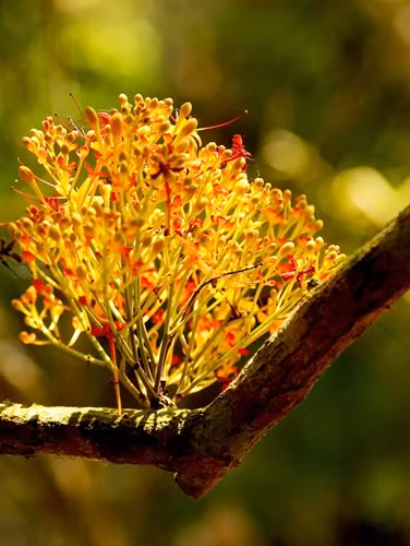 Hoa vàng anh bung cánh khoe sắc.