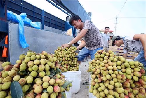 Vải lai chín sớm của Huyện Phù Cừ được thương lái các tỉnh, thành phố trong nước đến tận nơi thu mua. Ảnh: Phạm Kiên - TTXVN