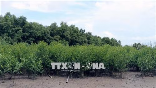 Kiên Giang khôi phục phát triển rừng phòng hộ ven biển. Ảnh: Lê Huy Hải - TTXVN