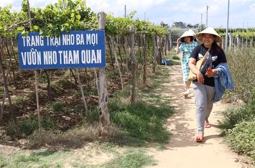 Du khách tham quan trang trại nho Ba Mọi (xã Phước Thuận, huyện Ninh Phước). Ảnh: Nguyễn Thành - TTXVN