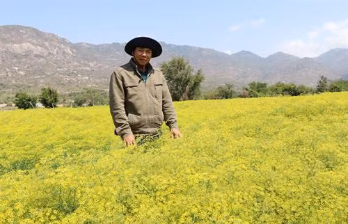 Ông Nguyễn Quý (xã Xuân, huyện Ninh Hải) trồng cây thì là kết hợp mở cửa đón khách vào tham quan khi mùa hoa thì là nở rộ như một tấm thảm vàng đẹp mắt. Ảnh: Nguyễn Thành – TTXVN