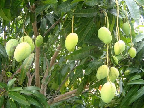 Xoài Yên Châu, Sơn La. Ảnh: thuonghieuvietnoitieng.vn