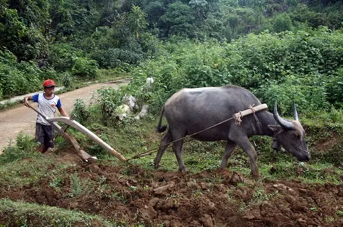 “Bà đỡ” của đồng bào nghèo ảnh 1