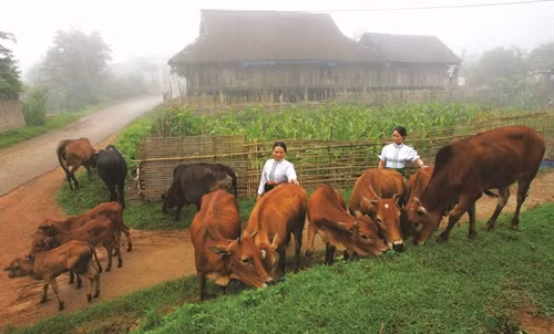 Nông dân Mộc Châu làm giàu nhờ nghề nuôi bò