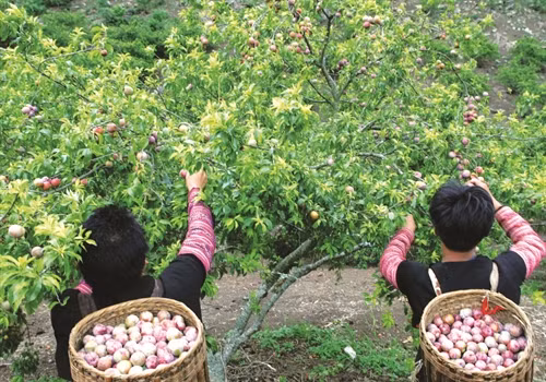Đồng bào Mông ở Mộc Châu thu hái mận