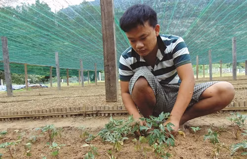 Chăm sóc sâm Ngọc Linh non cần chú ý giữ ẩm cho cây nhưng không được kéo dài thời gian tránh gây thối củ
